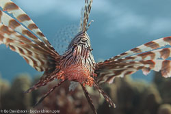 BD-121129-Aqaba-7746-Pterois-miles-(Bennett.-1828)-[Devil-firefish.-Drakfisk].jpg